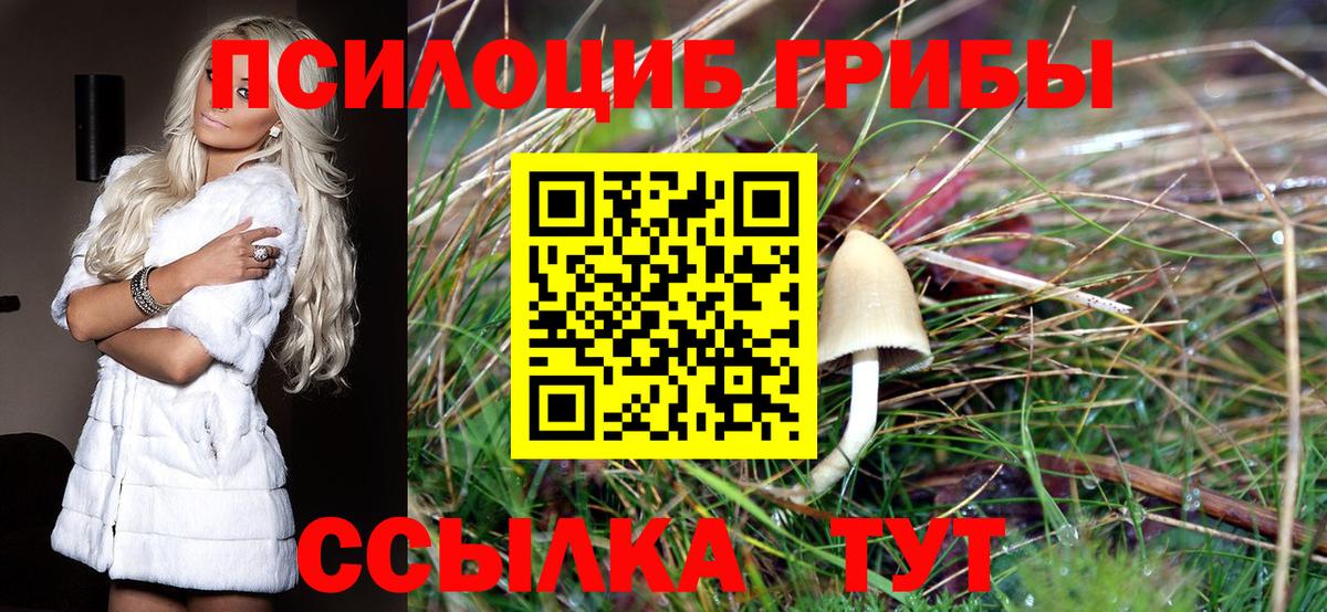 Галлюциногенные грибы Psilocybine cubensis Москва